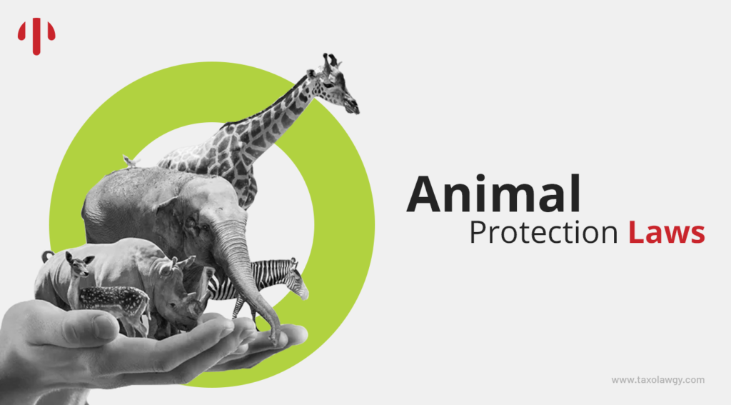 What are the animal protection laws in India?